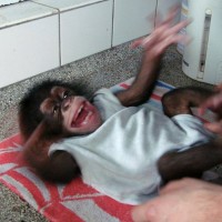 TIP: Dokument "Smích jako lidská přirozenost"